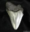 Inch Megalodon Tooth - Nice Blade #1045-1